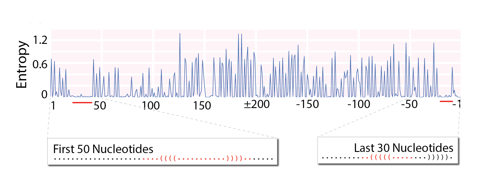 Single nucleotide entropy