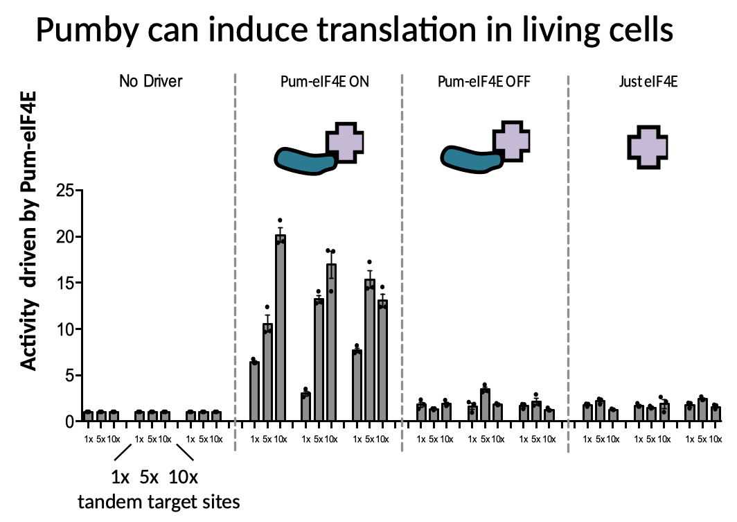 Translation initiation