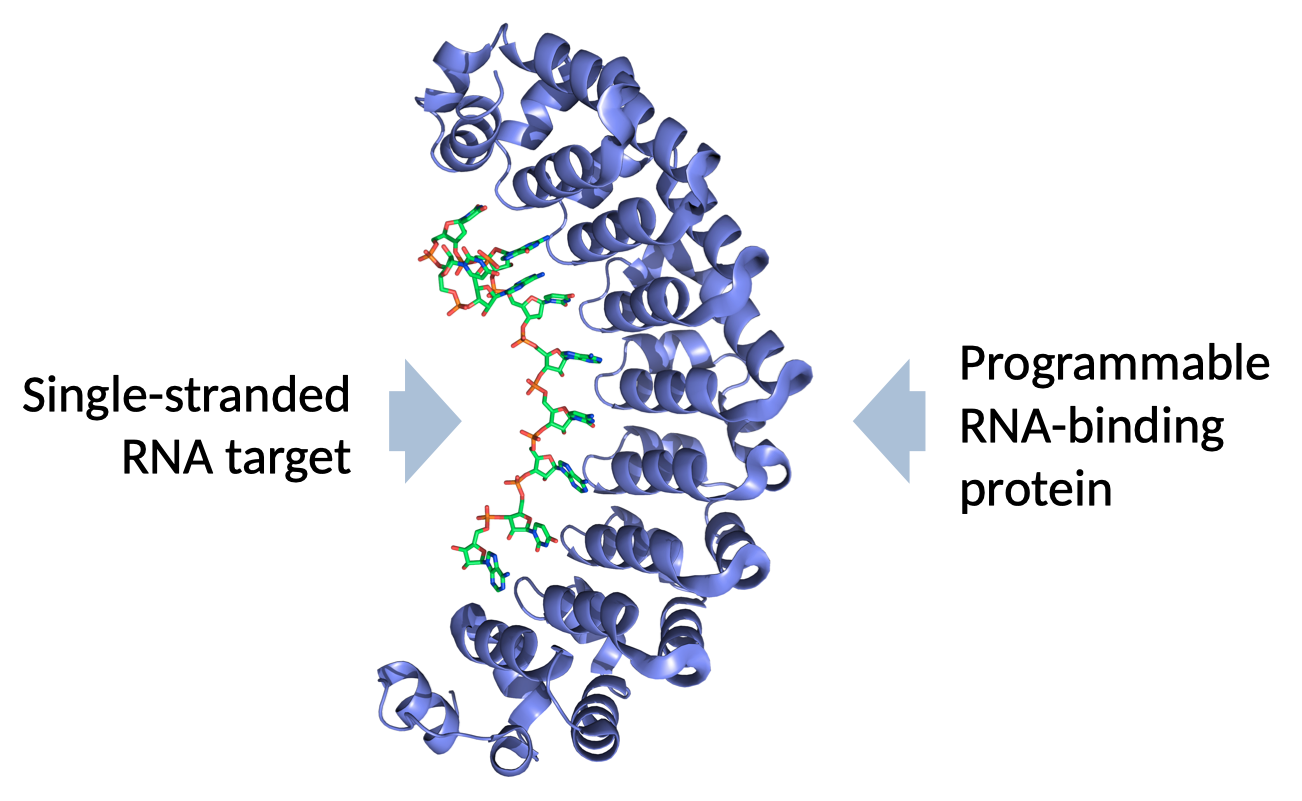 Pumby-RNA structure, with labels