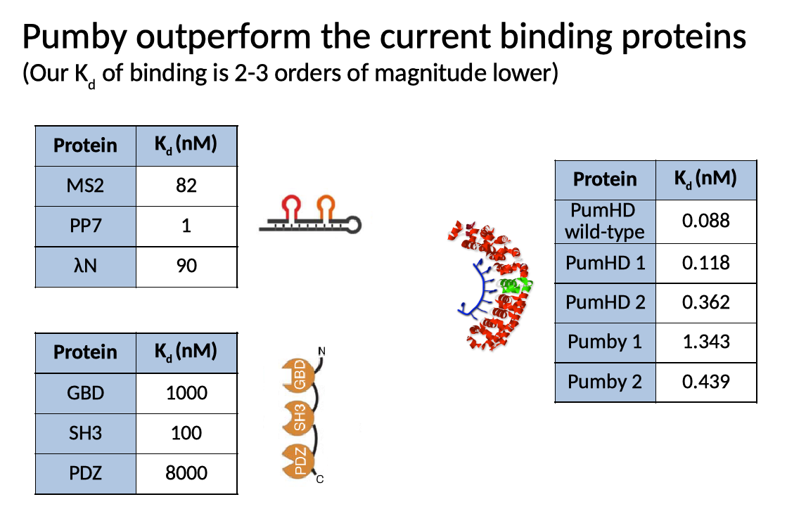 Pums vs other proteins