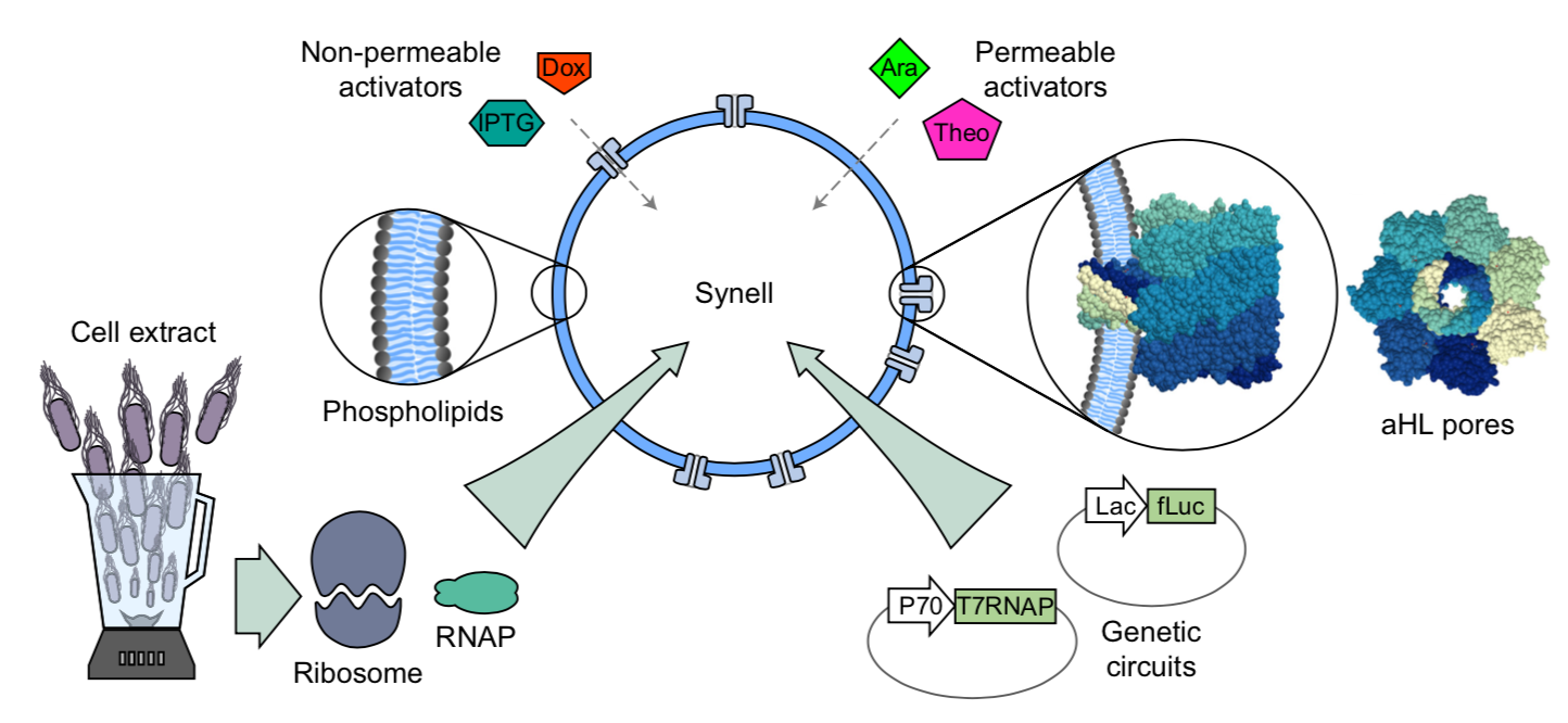 Synells overview